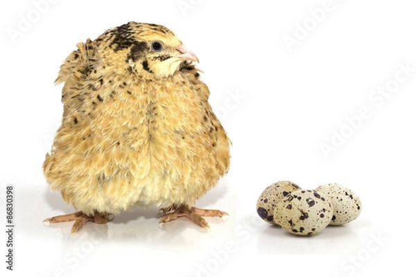 Obraz quail on a white background
