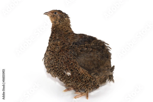 Obraz quail on a white background
