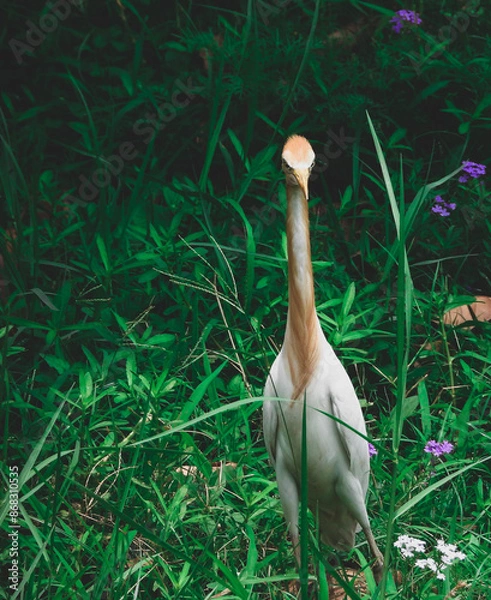 Obraz great white heron