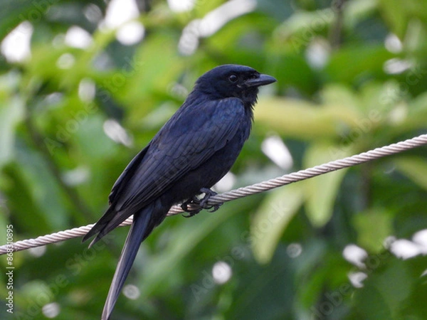 Obraz blackbird on a wire