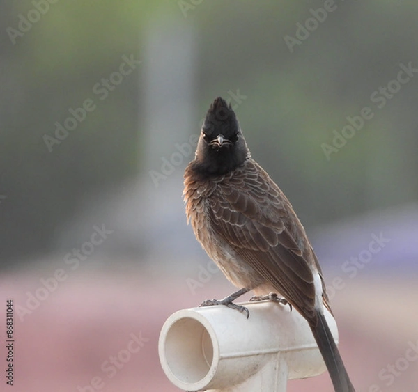 Obraz sparrow on a fence
