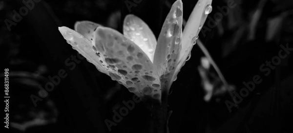 Obraz water drops on a flower