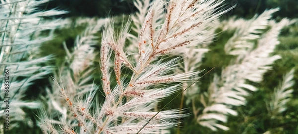 Obraz grass in the wind