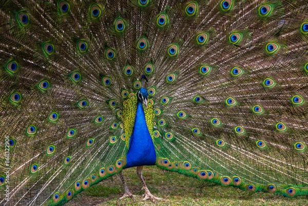 Obraz Peacock with feathers displayed in full frame shot.