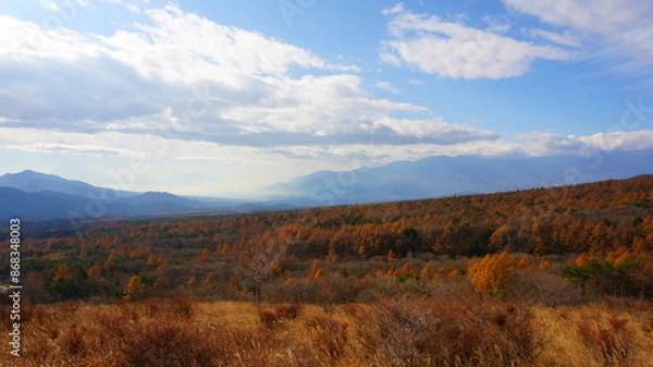 Fototapeta 紅葉の美し森