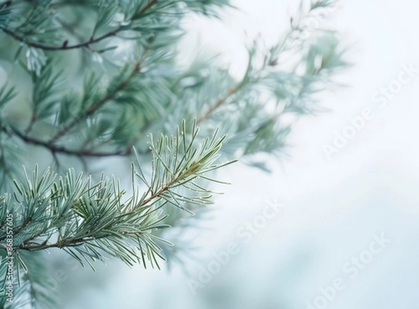 Fototapeta Blurred Evergreen Branch with Soft Focus Background