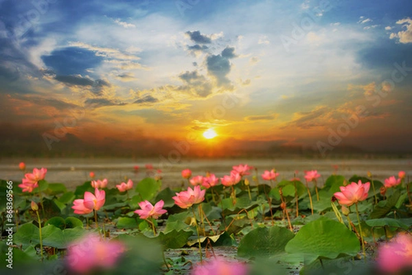 Fototapeta Lotus (Lotus India, Lotus sacred, Nuts of India) in the swamps that sunrise at Bueng Lahan, Chaiyaphum province of Thailand