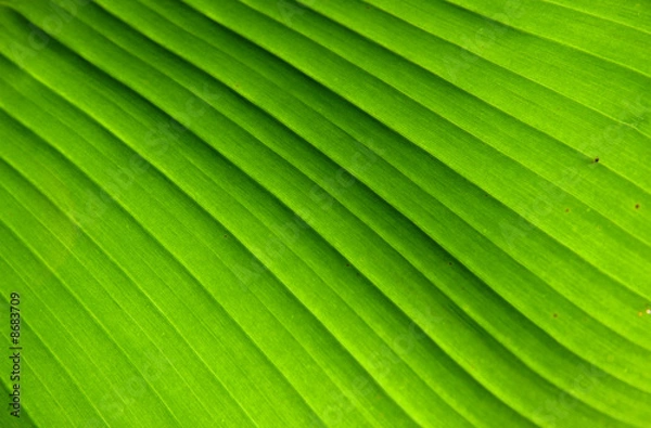 Obraz feuille végétale