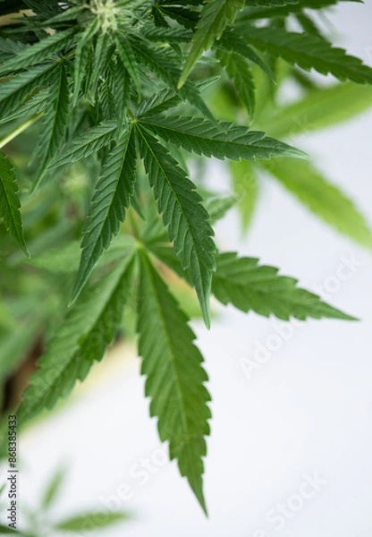 Obraz Cannabis leaves, green background, close up, marijuana