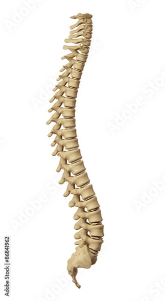 Obraz ludzki kręgosłup