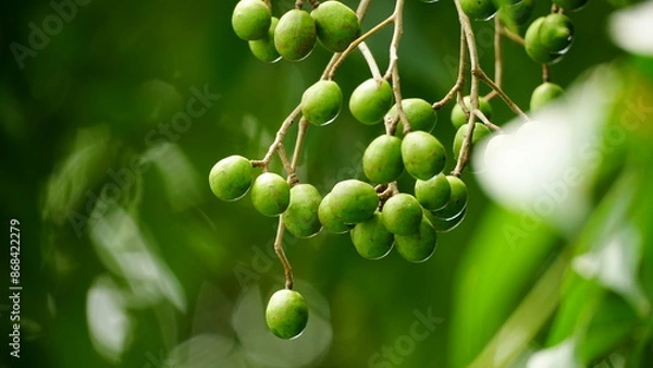 Fototapeta Close-up of Baccaurea ramiflora fruit on the tree