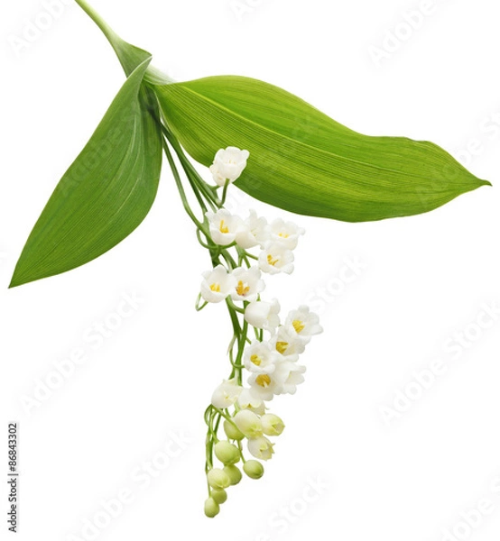 Fototapeta Lilia doliny