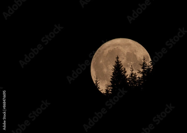 Obraz Pine tree silhouette in full moon in Fagaras Mountains, Romania