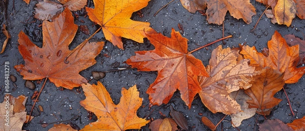 Fototapeta Autumn maple leaves on the ground. Autumn background. Top view.