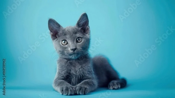 Fototapeta Portrait photography of a cute little Russian Blue cat happy smiling , studio shot isolated on single color background ,editorial style, shoot by DSLR .