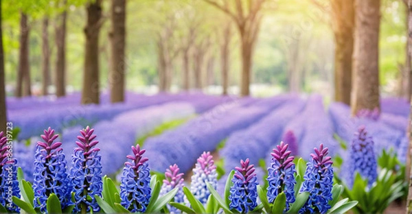 Fototapeta Ethereal Hyacinth Field Creating a Captivating Floral Haven

