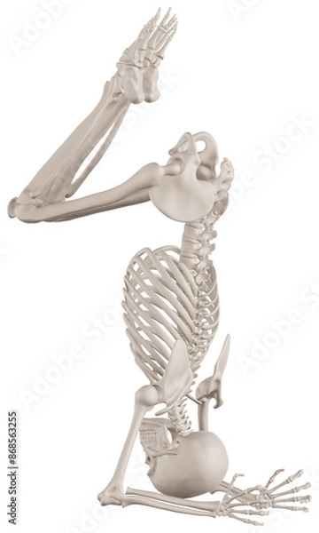 Fototapeta skeleton posing 3d render illustration with transparent background