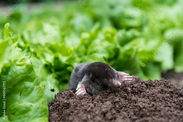 Fototapeta A mole has come out of its hole in a vegetable garden
