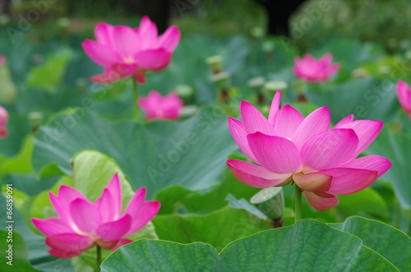 Obraz 古代蓮の里