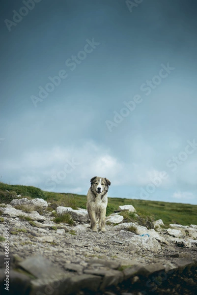 Fototapeta Cute white and grey dog standing on the rocks looking at the camera with beautiful dramatic background.