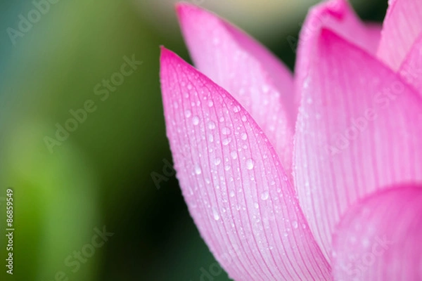 Fototapeta 蓮の花