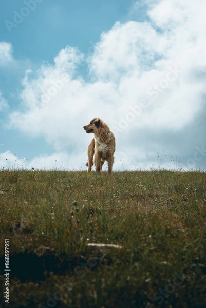 Fototapeta Beautiful orange fluffy dog posing like a hero on top of a hill.