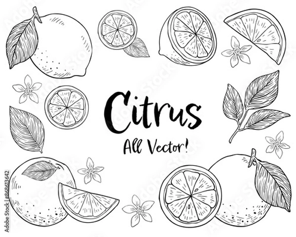 Obraz 柑橘系フルーツとリーフの手描き風モノトーンイラストセット