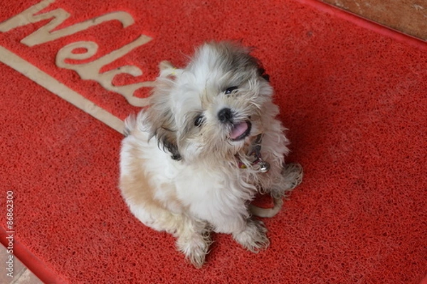 Obraz Funny cute dog on the door mat with the inscription "Welcome"