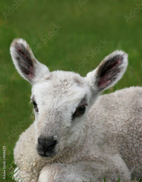 Fototapeta new born lamb