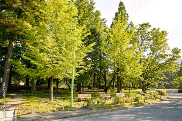 Fototapeta 静岡　駿府城公園、森林