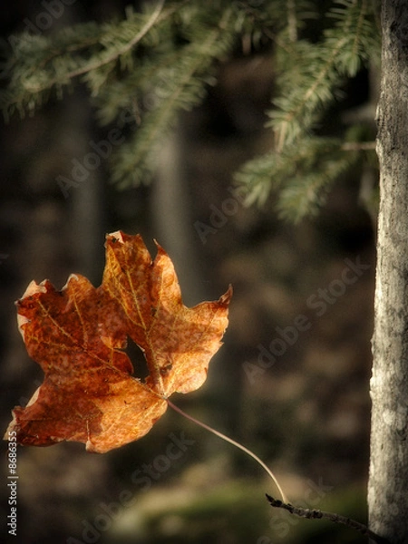 Fototapeta Lonely Now