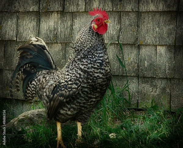 Fototapeta The Rooster