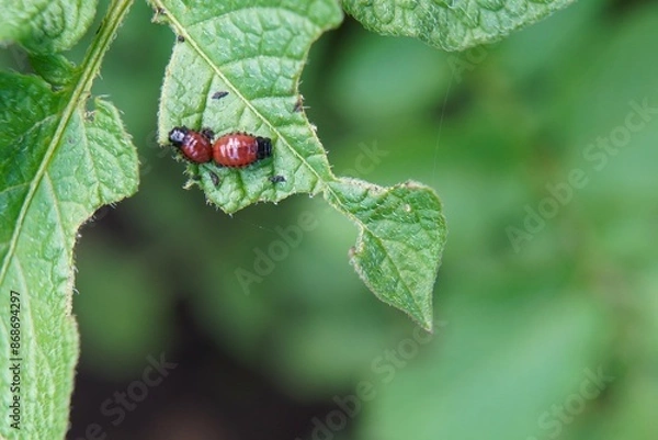 Fototapeta close-up of the spout of a sprayer to combat pests and diseases of agricultural plants against the background of red Colorado potato beetle larvae on potato leaves on a garden plot and farm