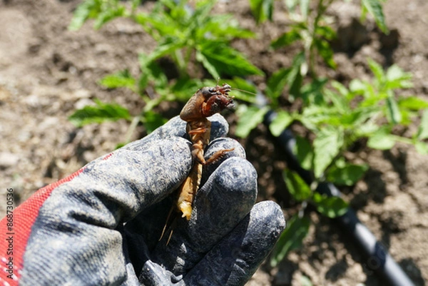 Fototapeta Gryllotalpa beetle, Gryllotalpa beetle, which damages and breaks off vegetable seedlings,