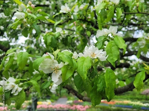 Fototapeta blooming apple tree