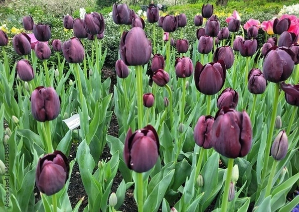 Fototapeta tulips in the garden