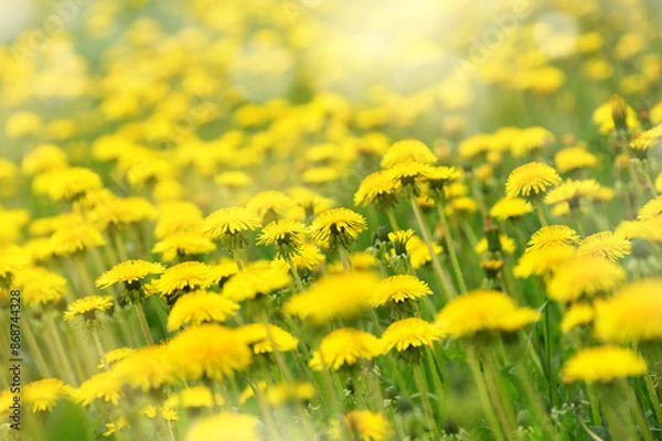 Obraz  Flowers of dandelion are in the rays. Natural spring background with blooming dandelions flowers. Many yellow dandelion flowers on meadow in nature.