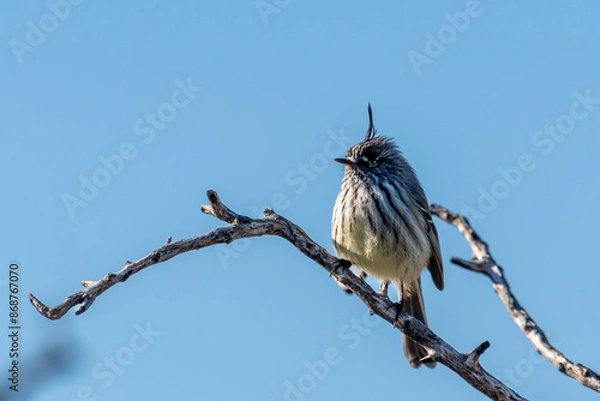 Fototapeta tufted tit-tyrant
