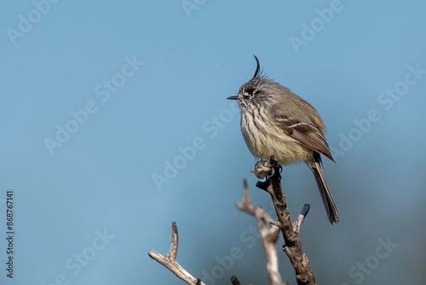 Fototapeta tufted tit-tyrant