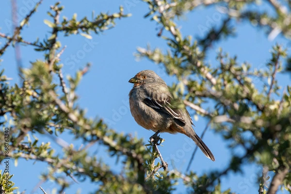 Fototapeta tufted tit-tyrant