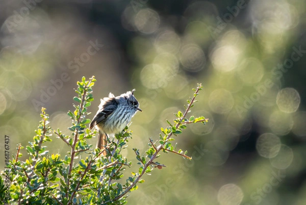 Fototapeta tufted tit-tyrant