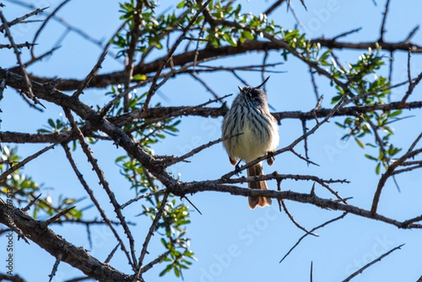Fototapeta tufted tit-tyrant