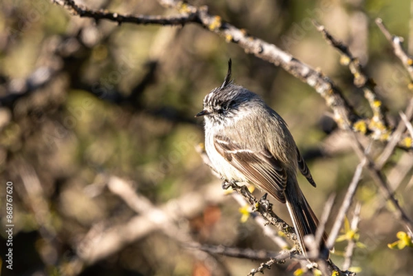 Fototapeta tufted tit-tyrant