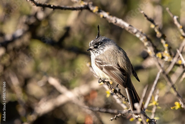 Fototapeta tufted tit-tyrant