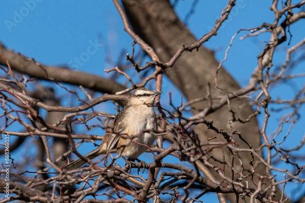 Fototapeta calandria