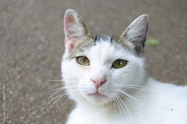 Obraz 猫と見つめあう 