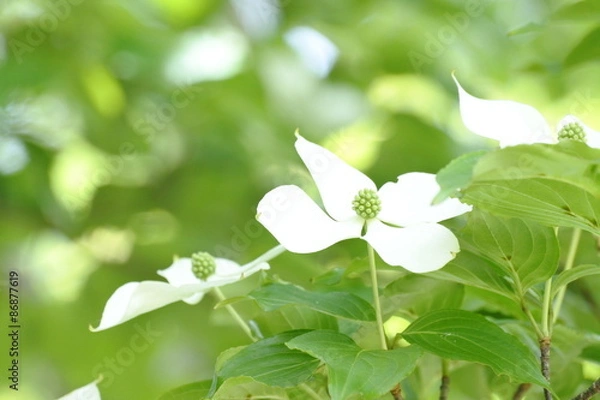 Obraz 緑の中のヤマボウシ