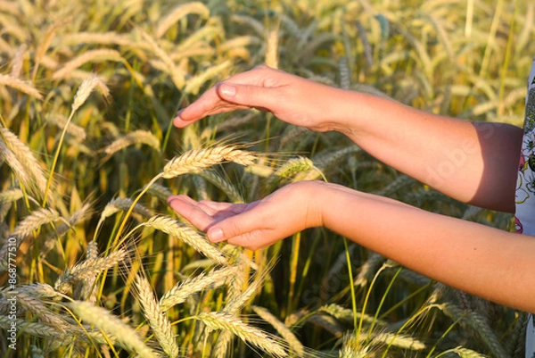 Fototapeta A woman in a wheat field touches the ears of corn with her hand.
