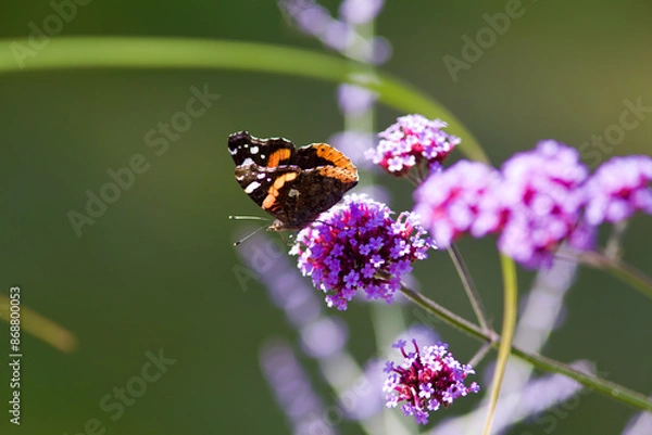 Obraz Butterfly on Flower