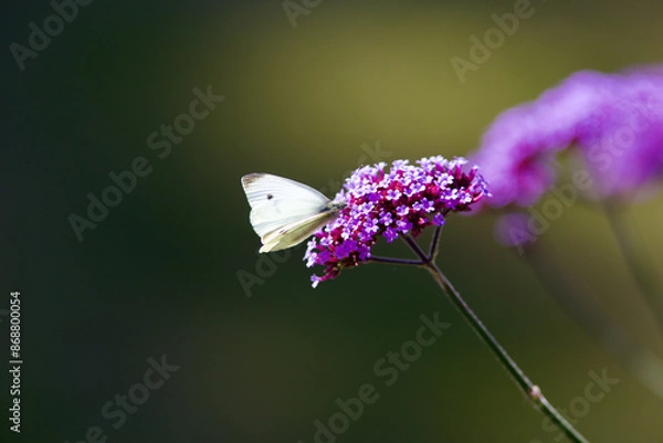 Obraz Butterfly on Flower
